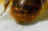 Osmia tricornis